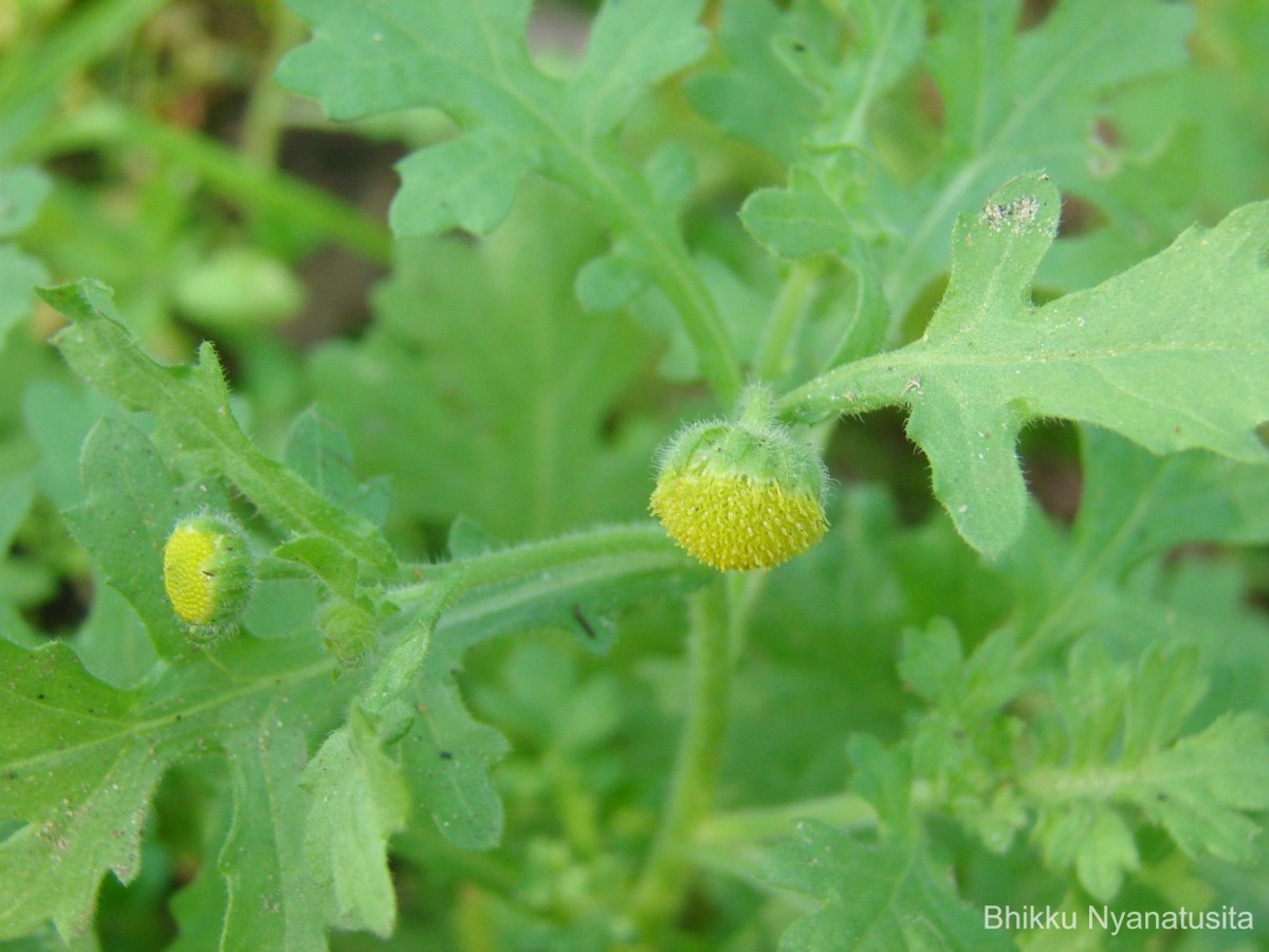 Grangea maderaspatana (L.) Poir.